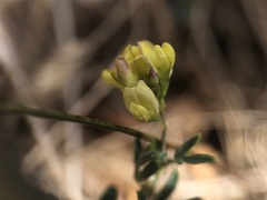 Medicago falcata