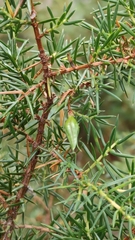 Oligotrophus juniperinus