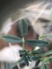 Medicago falcata