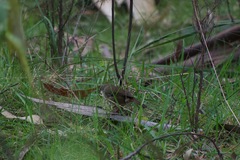 Sericornis frontalis