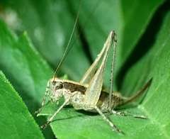 Yersinella raymondii