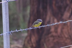 Eopsaltria australis