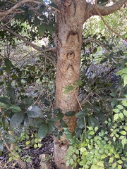 Elaeodendron croceum
