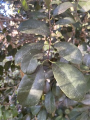 Elaeodendron croceum
