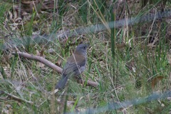 Colluricincla harmonica