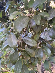 Elaeodendron croceum
