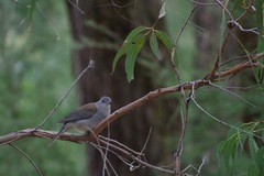 Colluricincla harmonica