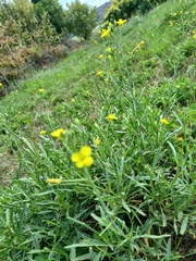 Diplotaxis tenuifolia