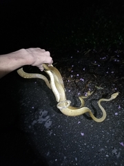 Corallus ruschenbergerii