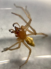 Cheiracanthium punctorium