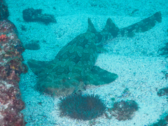 Orectolobus maculatus