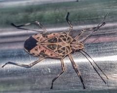 Agaeus