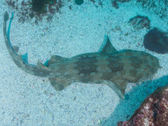 Orectolobus maculatus