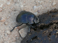 Chalconotus convexus