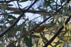 Acanthorhynchus tenuirostris