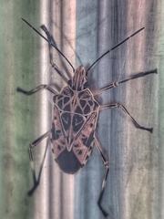 Agaeus