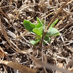 Lathyrus tuberosus