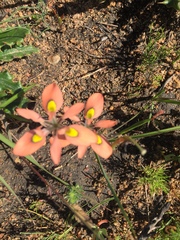 Moraea papilionacea
