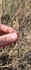 Lathyrus tuberosus
