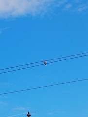 Streptopelia decaocto