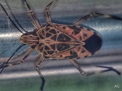 Agaeus