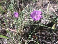 Ipomoea plummerae