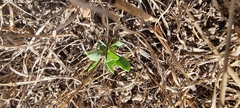 Lathyrus tuberosus