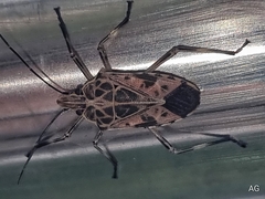 Agaeus
