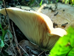Lactarius zonarius