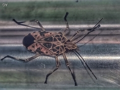 Agaeus