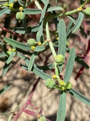 Euphorbia