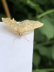 Herpetogramma aquilonalis