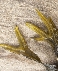 Fucus ceranoides