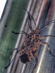 Agaeus
