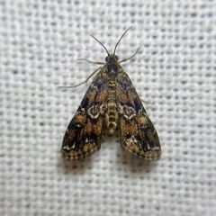 Elophila difflualis