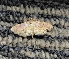 Herpetogramma aquilonalis