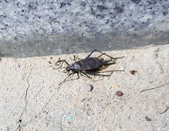 Meloimorpha japonica