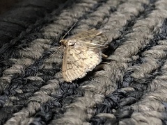 Herpetogramma aquilonalis