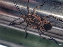 Agaeus