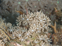 Knopia octocontacanalis