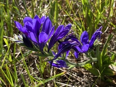 Babiana angustifolia