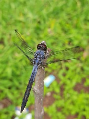 Potamarcha congener