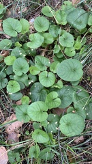 Viola collina