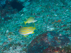 Lutjanus kasmira