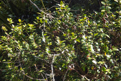 Metrosideros fulgens