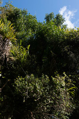 Metrosideros fulgens