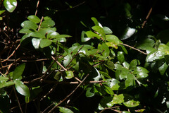 Metrosideros fulgens