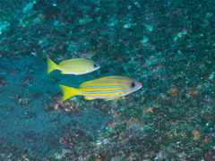 Lutjanus kasmira