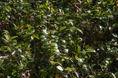 Metrosideros fulgens