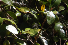 Metrosideros fulgens